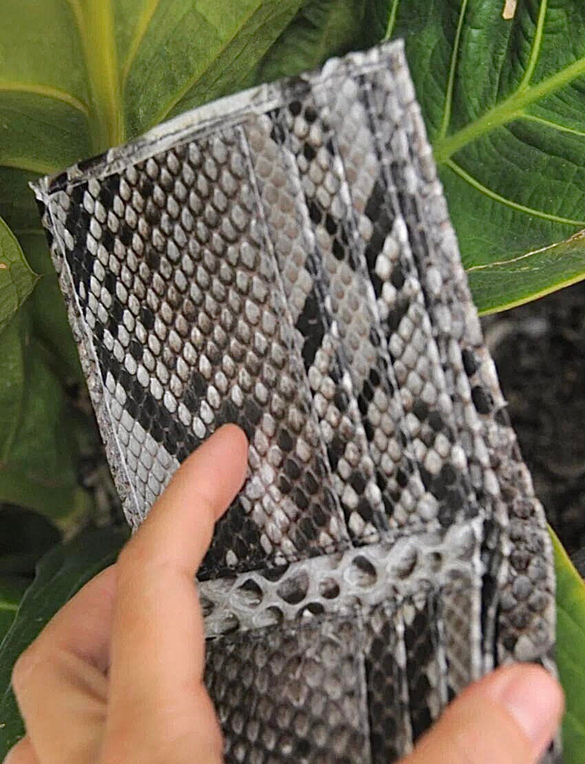 Genuine Python Skin Men's Flat Wallet — Grey