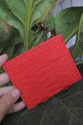 Genuine python skin creditcards holder red